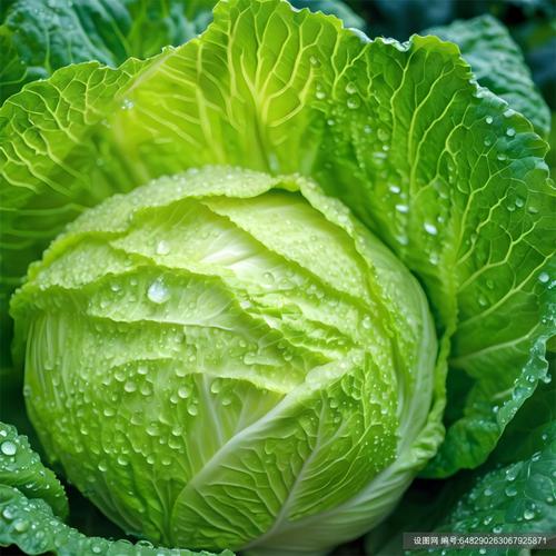 蔬菜大白菜高清图片