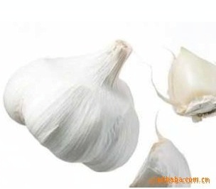 【【顺旺农产品】供应多种大蒜(来电订购)(图)】价格,厂家,图片,葱姜蒜类,青岛顺旺农产品-