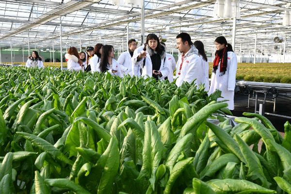 知否?知否!不洗就能吃的"水培蔬菜"原来是这么长大的